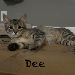 Thumbnail photo of Dee #2