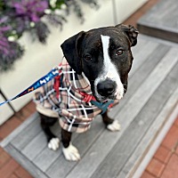 adopt a pet