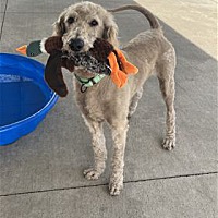 adopt a pet