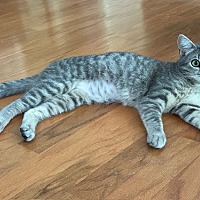 adopt a pet