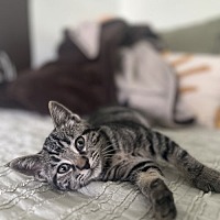 adopt a pet