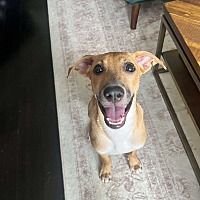 adopt a pet