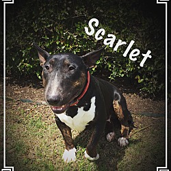 Photo of Scarlet