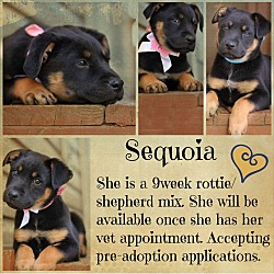 Thumbnail photo of Sequoia- adoption pending #2