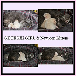 Thumbnail photo of Georgie Girl & Kittens #1