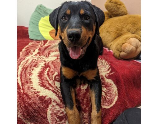 Carson City NV Rottweiler/Mixed Breed (Medium) Meet Roxie a Pet for Carson City NV Rottweiler/Mixed Breed (Medium) Meet Roxie a Pet for