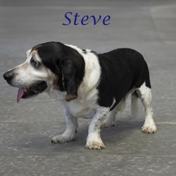 Thumbnail photo of Steve (D22-125) #3