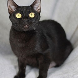 Thumbnail photo of Barbie - SEE ME @ PETCO & ADOPT FOR $50! #3