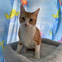 adopt a pet