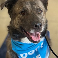 adopt a pet