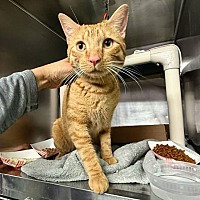 adopt a pet