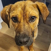 adopt a pet