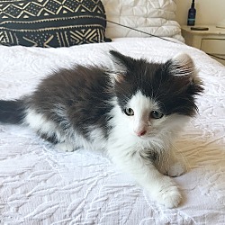 Thumbnail photo of Praline - Polydactyl kitten #3