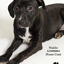 Thumbnail photo of Maddie (foster care) #4
