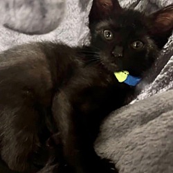 Photo of Atticus