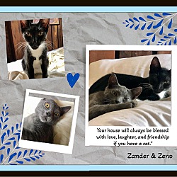 Photo of Zander & Zeno - Affectionate