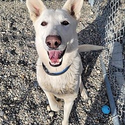 Photo of WILLOW