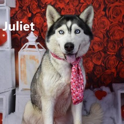 Photo of Juliet