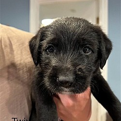 Photo of Twix - Darling Poodle Mix Puppy