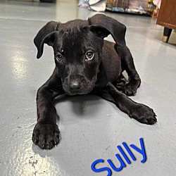 Thumbnail photo of Sully #2