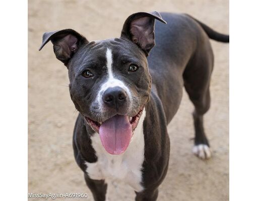 Sacramento, CA - American Pit Bull Terrier. Meet MISS SAY AGAIN a Pet ...