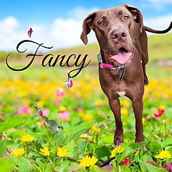 Thumbnail photo of Fancy #1