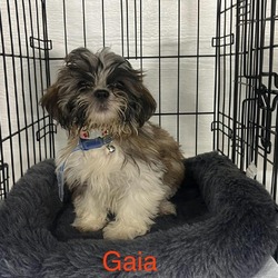 Thumbnail photo of Gaia #4