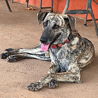 adopt a pet