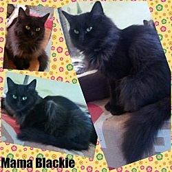 Thumbnail photo of Mama Blackie (POM-CW) #2