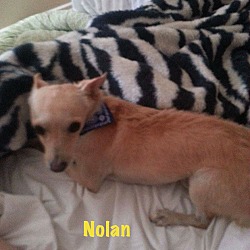 Thumbnail photo of NOLAN #4