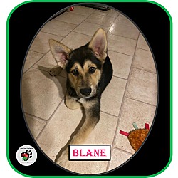 Thumbnail photo of Blane UPDATED (Molloys Litter) #1