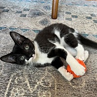 adopt a pet