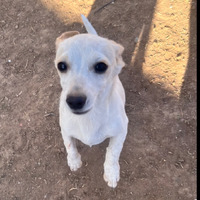 adopt-pet