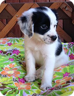 Escondido Ca Cavalier King Charles Spaniel Meet Dakota A Pet For Adoption