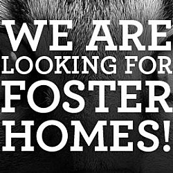 Thumbnail photo of FOSTER HOME NEEDED #1