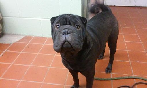 New York Ny English Bulldog Meet Sherlock A Pet For Adoption English Bulldog Meet Sherlock A Pet