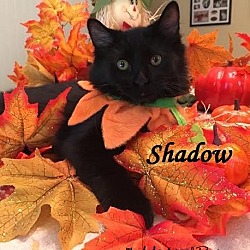 Thumbnail photo of Shadow - Adopted December 2016 #1
