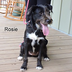Thumbnail photo of Rosie #1