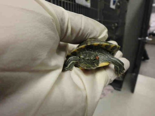 Los Angeles Ca Turtle Water Meet Michael Bolton A Pet For Adoption,What Is Pectin In Plants