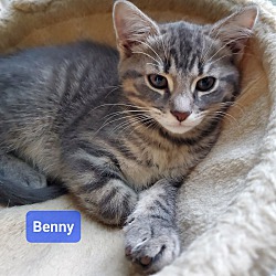 Thumbnail photo of Benny #2