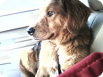 australian shepherd and golden retriever camo adopted dog knoxville tn golden retriever australian australian shepherd and golden retriever camo adopted dog knoxville tn golden retriever australian