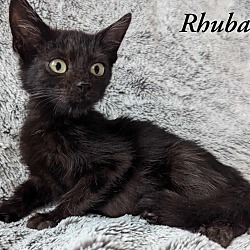 Thumbnail photo of Rhubarb #3