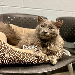 Photo of Rocko
