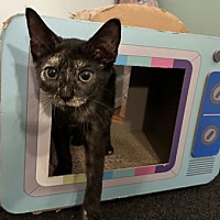 adopt a pet