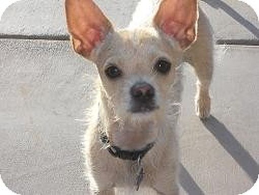 Mesa, AZ - Chihuahua/Terrier (Unknown Type, Small). Meet Sprite a Pet ...