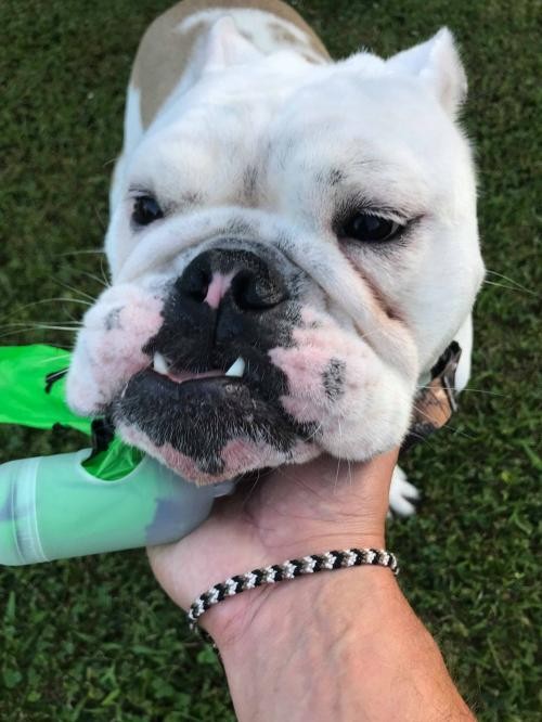 chubby english bulldog