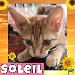 Photo of Soliel