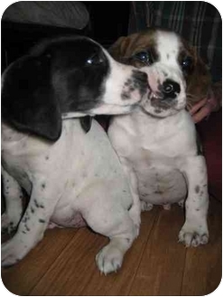 Beagle. Meet Beagle/Pointer mix pups a 