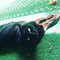 adopt a pet