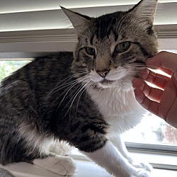 Photo of Muffin